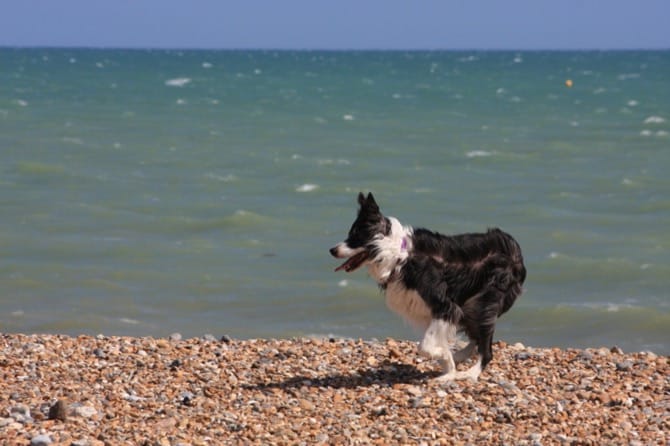 Il cane al mare