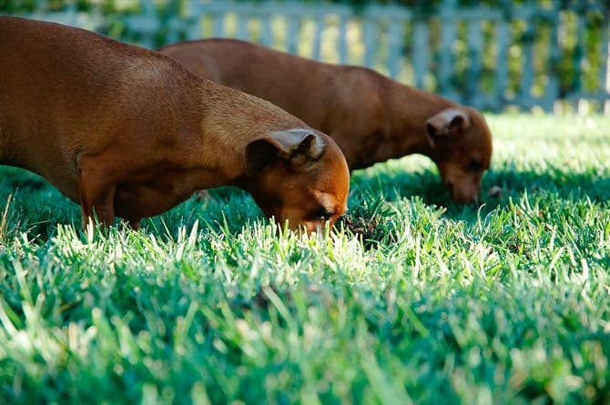 Perchè il mio cane mangia l'erba?