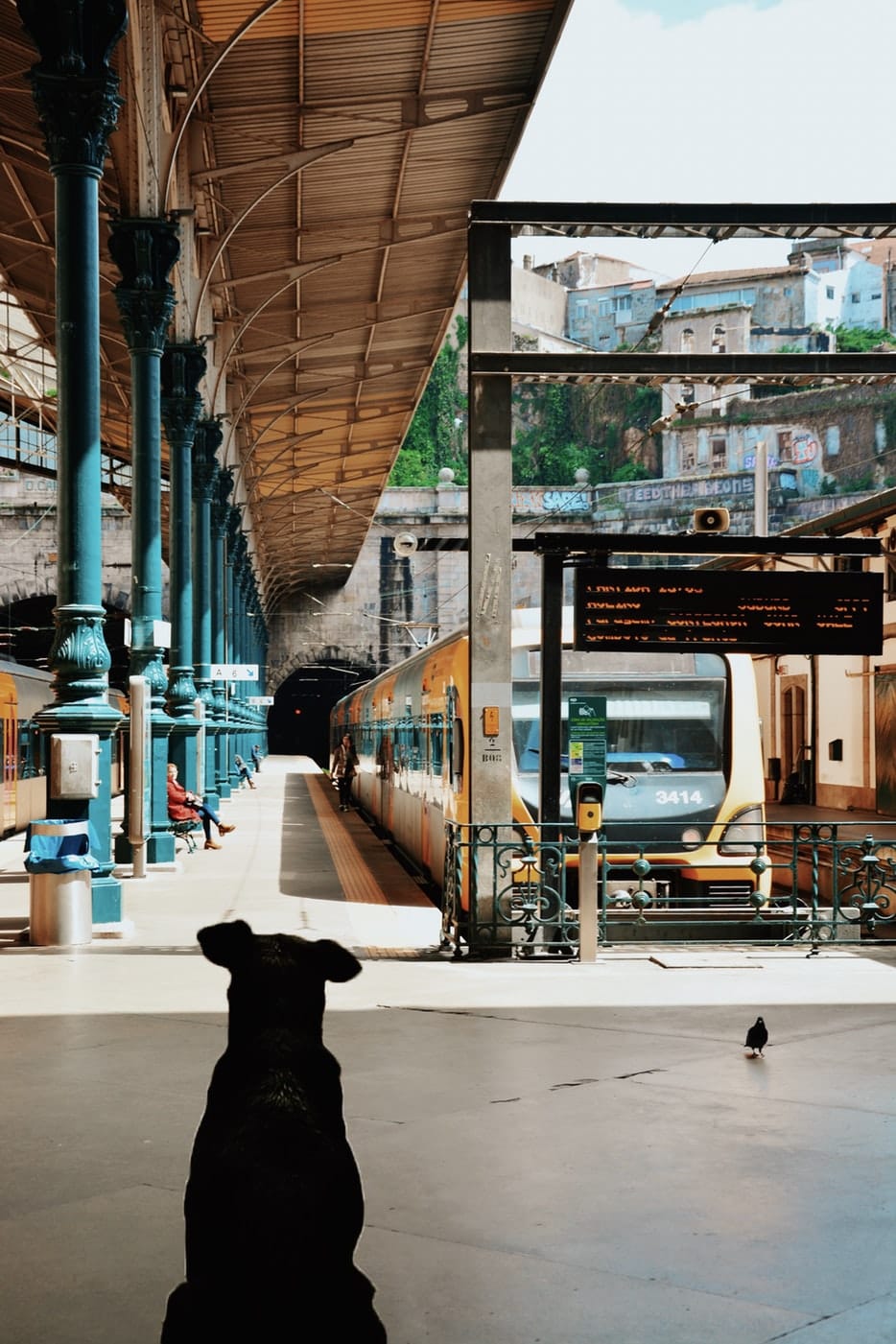 Cosa deve avere il cane per viaggiare in treno?