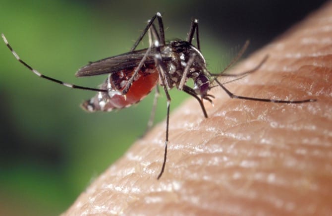 I problemi causati da zanzare e pappataci