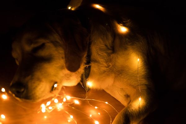 Come tenere tranquillo il cane durante i fuochi d’artificio